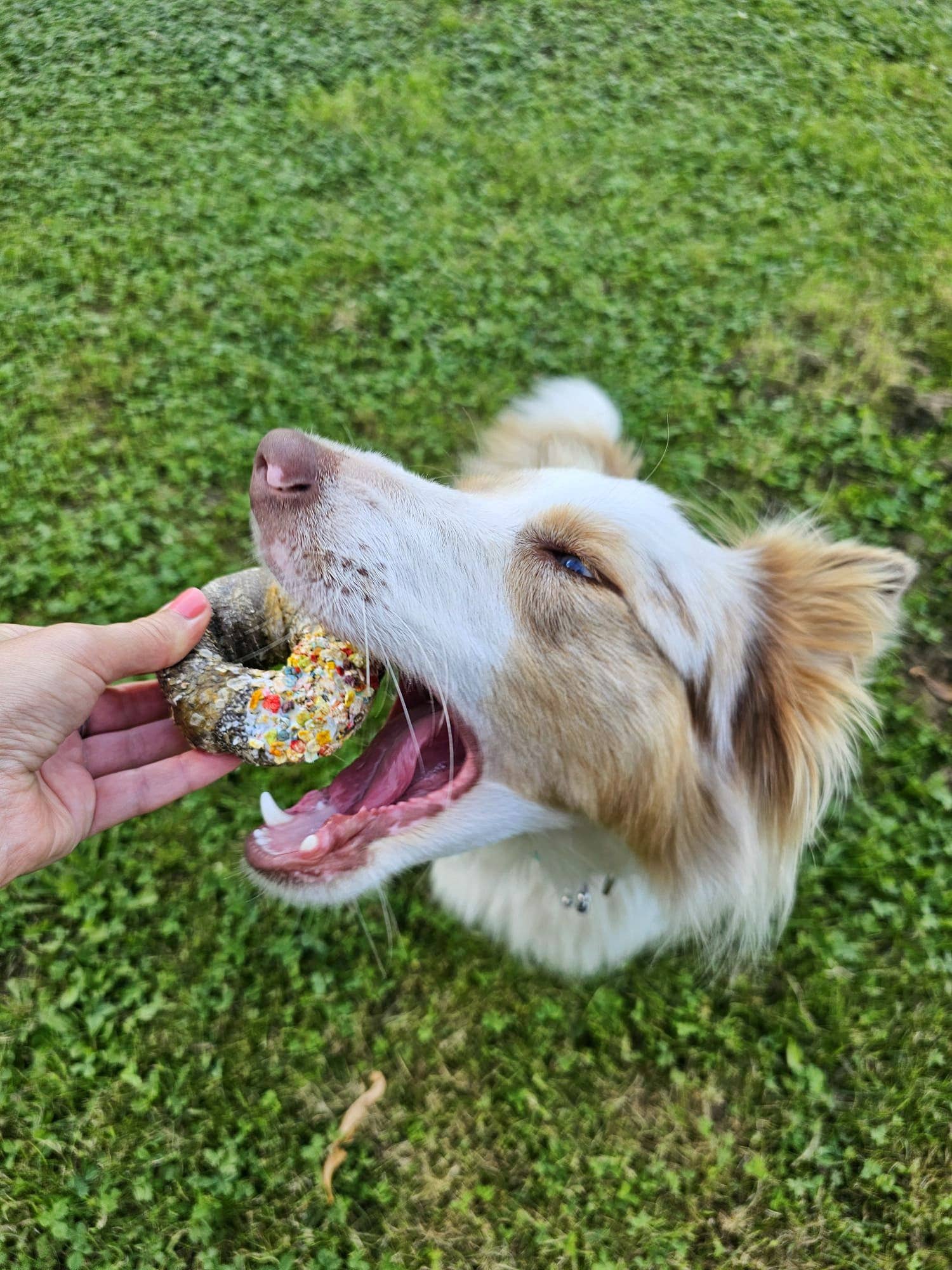 Cooka's Cookies – snacks e guloseimas - Cão por atacado – Candy Crush - Mix de Carnes e Peixes Desidratados com dogfetti9