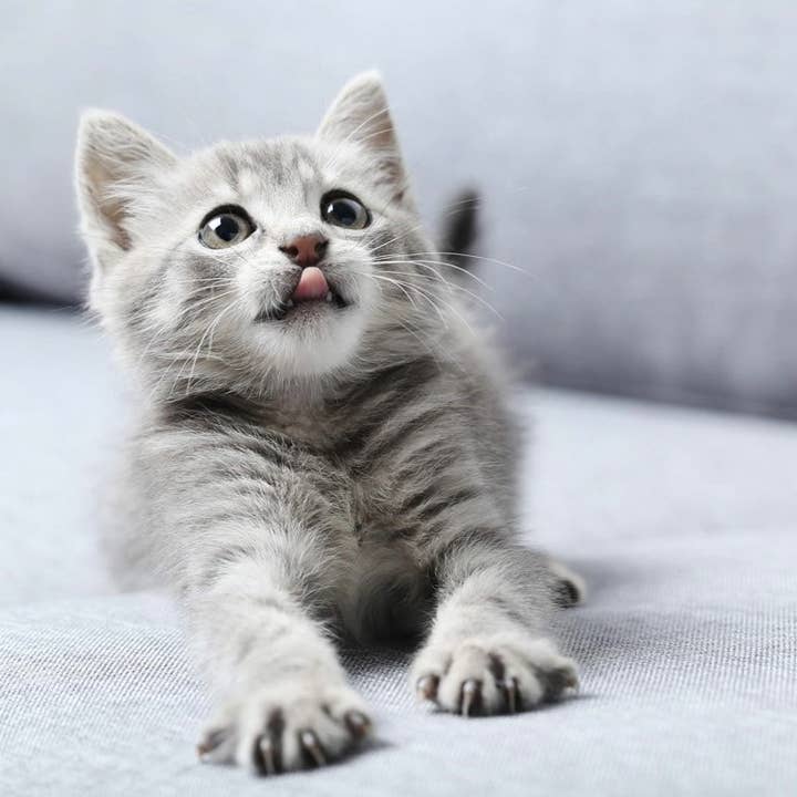 Cutie Paw geurolie voor wholesale door Fizzy Whiz