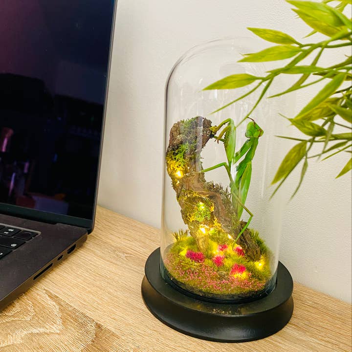 Thingx - Wholesale Decorative Tabletop Object - The praying mantis, curiosity under a glass dome1