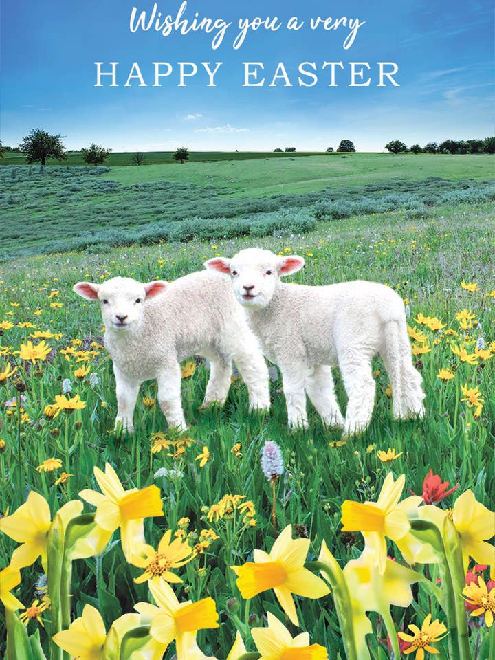 Påskekort, Åben, Foto af lam for engroshandel hos Piccadilly Greetings