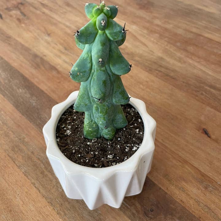 Grow Margo - Wholesale Live Plant - Myrtillocactus Geometrizans - Boobie Cactus Live Rooted