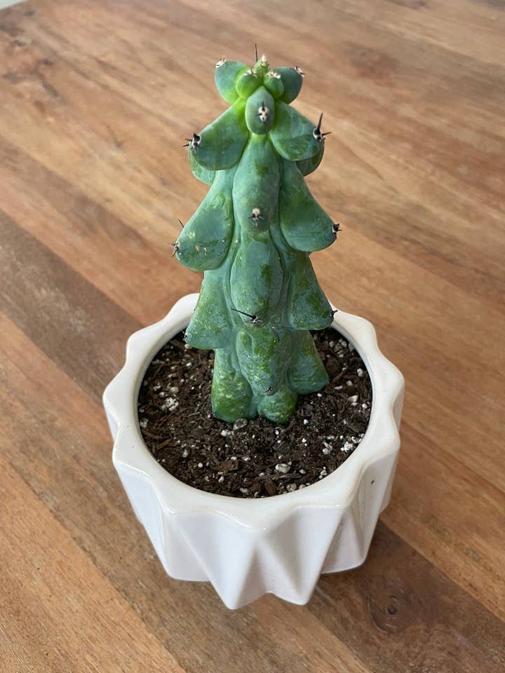 Myrtillocactus Geometrizans - Boobie Cactus Live Rooted for wholesale by Grow Margo