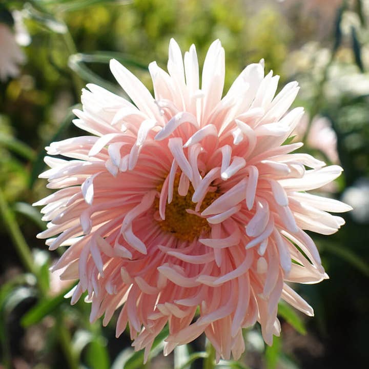 Plantgem - Wholesale Plant Seeds - Tower Chamois Apricot Aster - 100 Seeds2