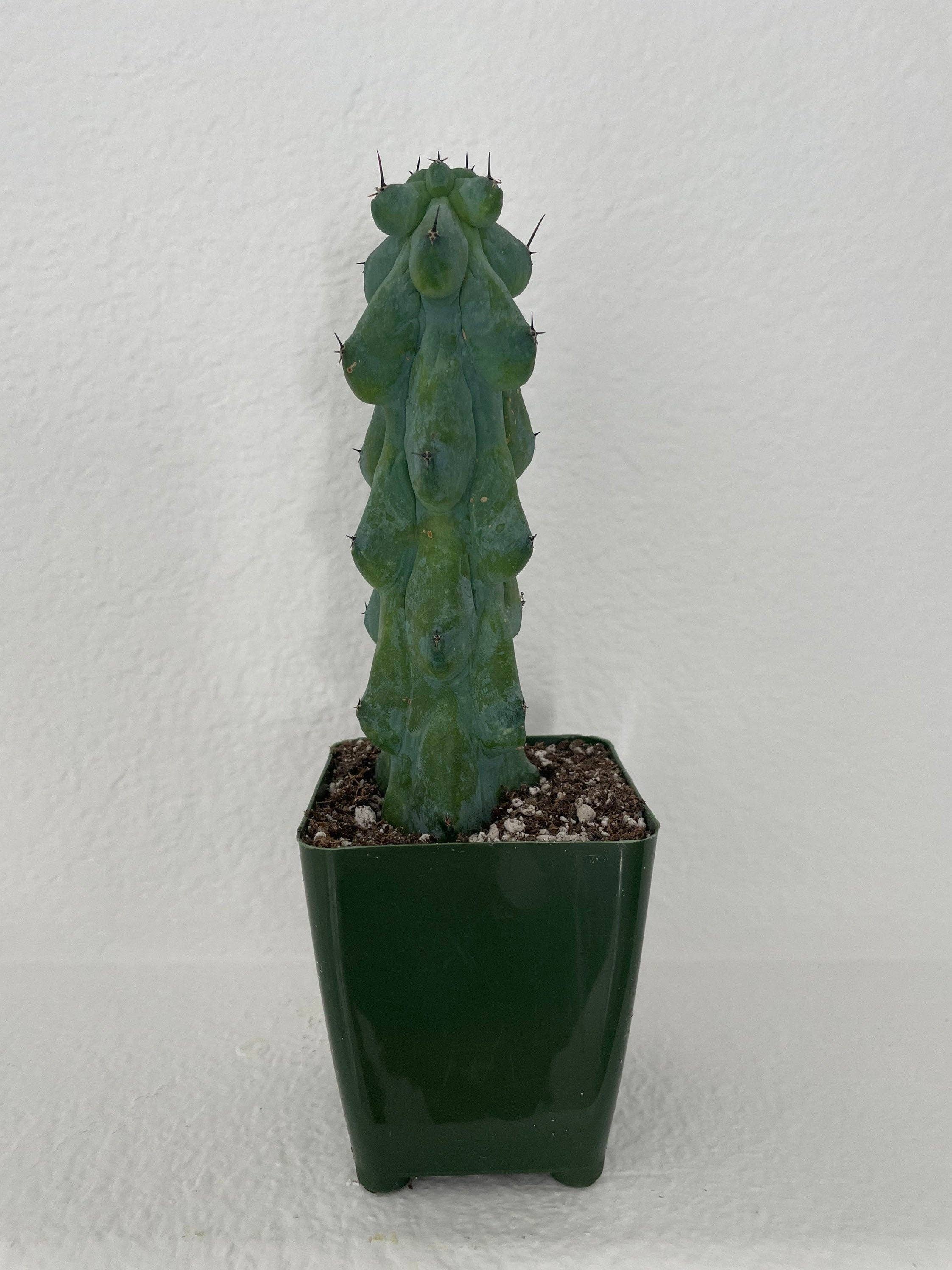Grow Margo - Wholesale Live Plant - Myrtillocactus Geometrizans - Boobie Cactus Live Rooted4