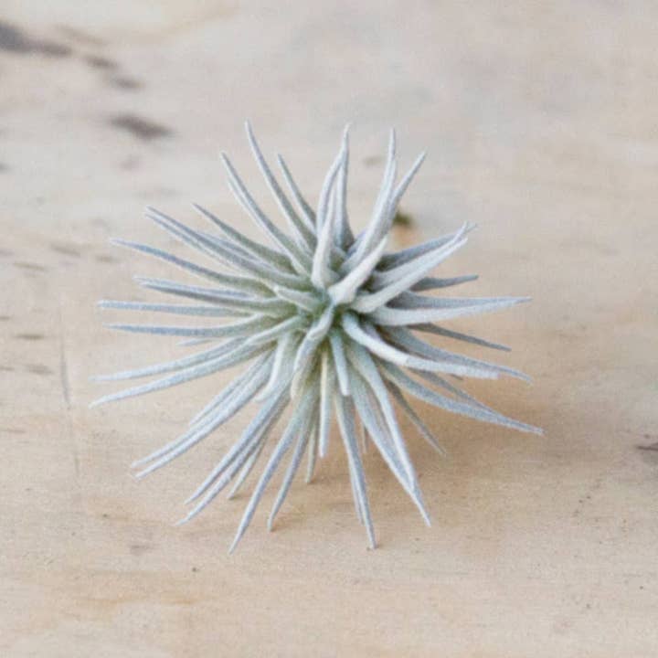 Chive UK - Wholesale Artificial plant - Air Plant Accessories Fake Air Plant Faux Perfectly Lifelike