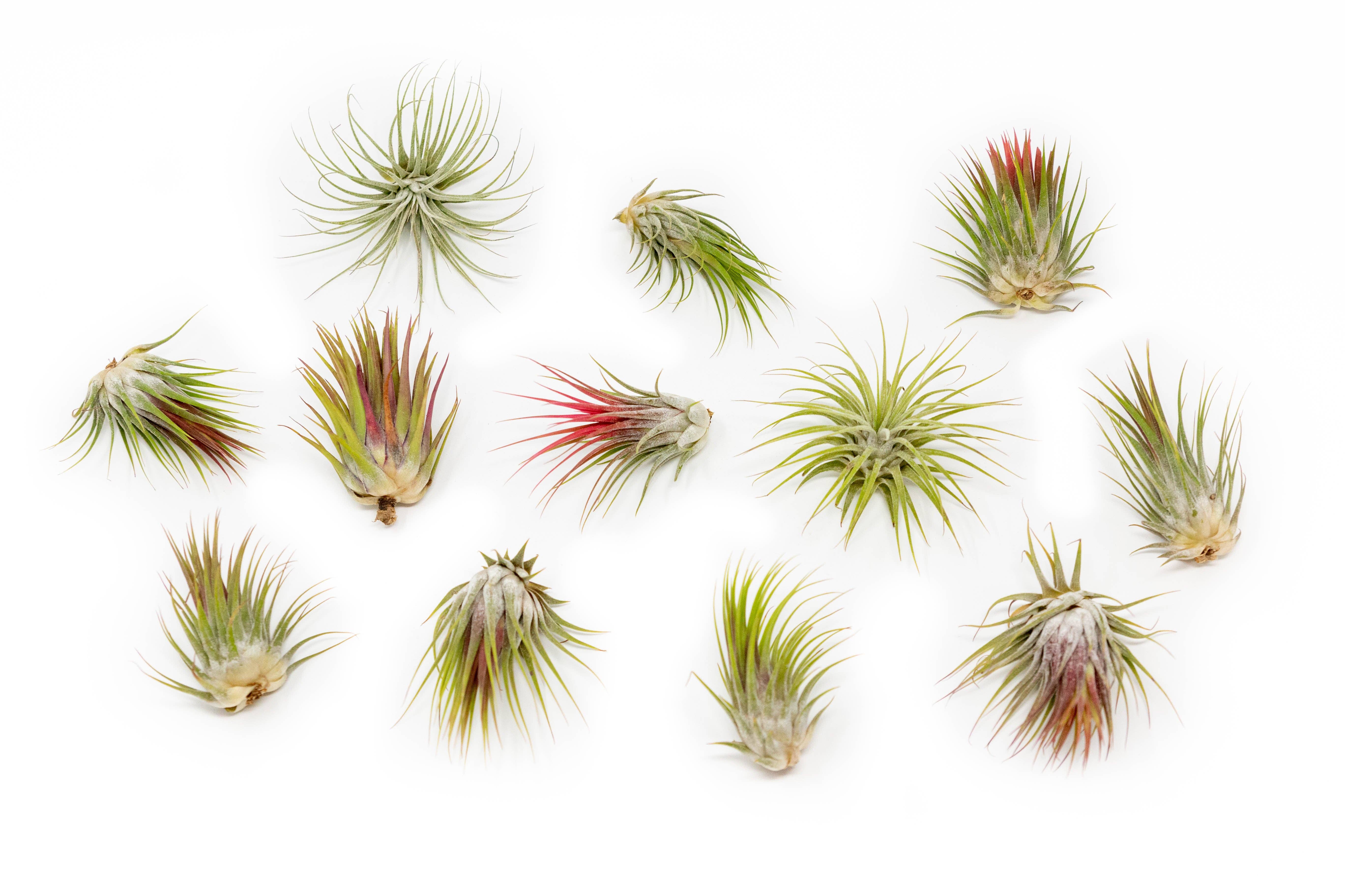 Air Plant Shop - Wholesale Live Plant - Tillandsia Ionantha Mexican Air Plants1