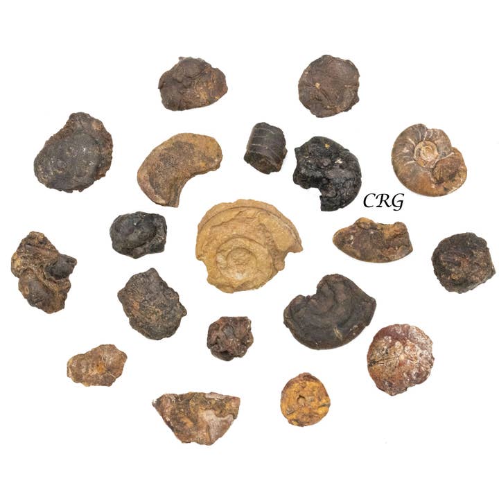 Crystal River Gems LLC - Venta al por mayor Piedras/cristales espirituales - 1 LIBRA LOTE - Fósiles de amonita en rugos/1 pulgada de promedio2