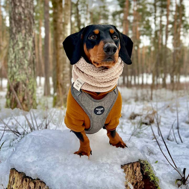 Hounds of Eden – wholesale Pet hoodie – Dog – Dog Hoodie - Purple11