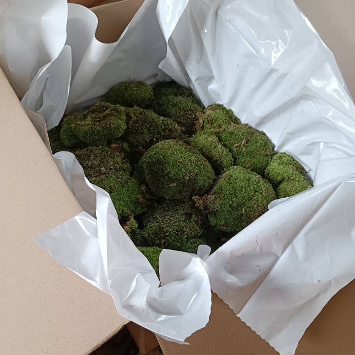 Moss wholesale - Wholesale Retailer Display - Home & Living - Cushion mood moss Dicranum Scoparium1