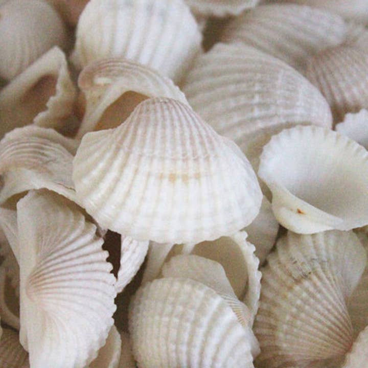 California Seashell Company - Wholesale Decorative Tabletop Object - Medium White Arca Bulk Seashells - 1 LB - 1.5"