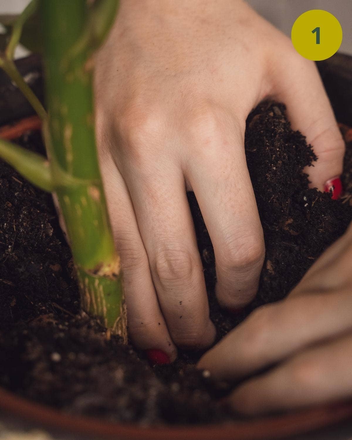 Grow your ownn - Wholesale Fertilizer - Plantfood (organic fertilizer/nutrients)6