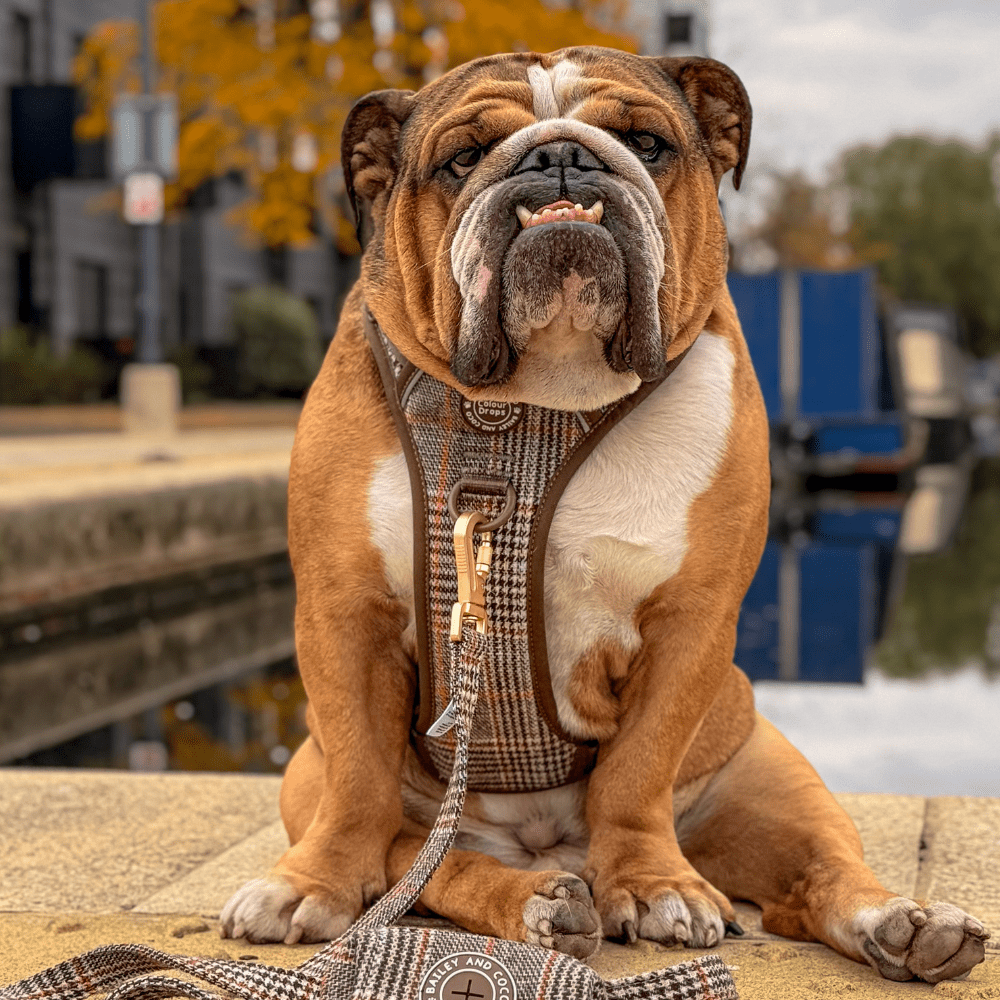 Bailey and Coco – wholesale Pet leash – Dog – Dog Lead 5ft - Colour Drops - Heritage Plaid2