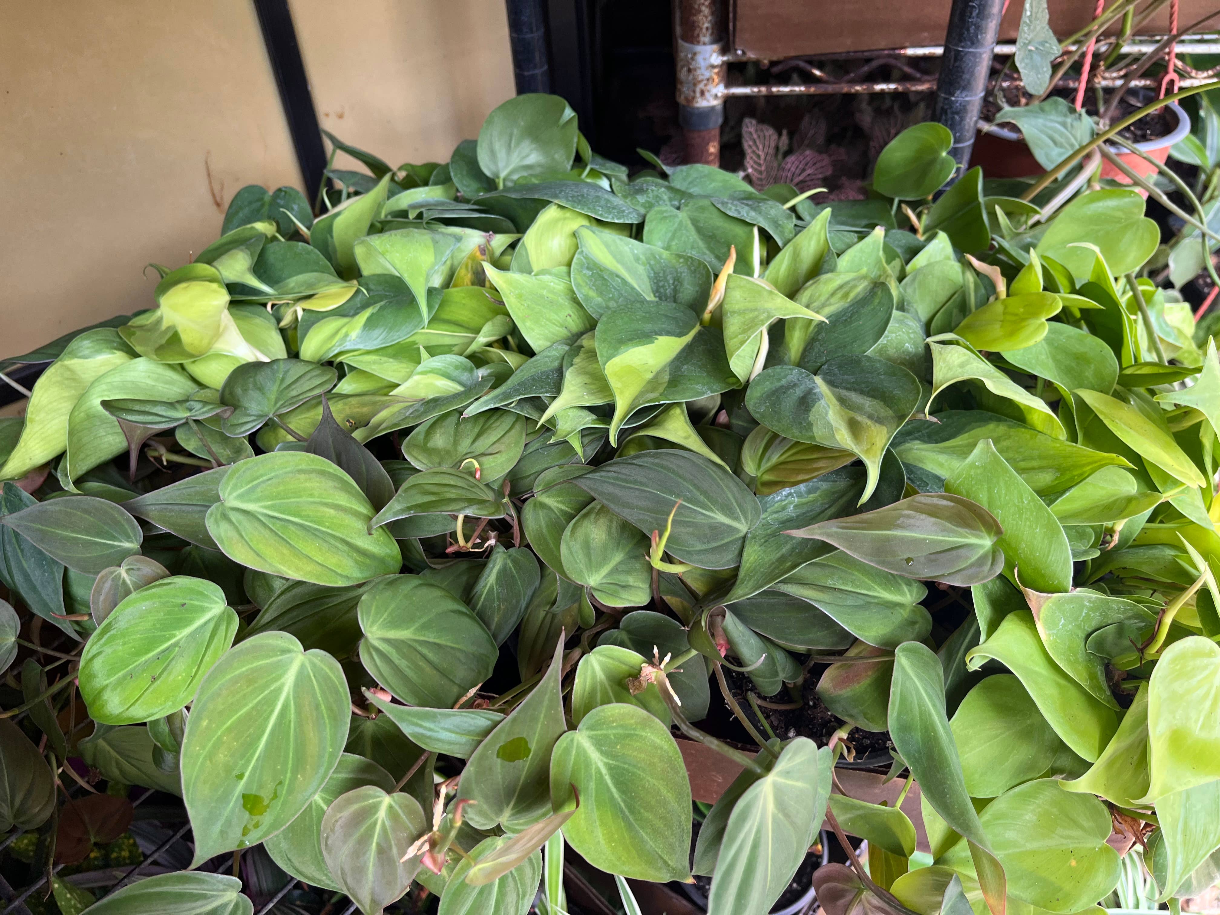 Succulents & Such, Inc. - Wholesale Live Plant - 4” Philodendron Heart Assortment4