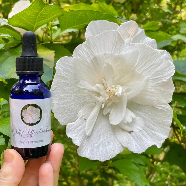 Hvid Chiffon Hibiscus Blomst Essence for engroshandel hos Stenella Farms