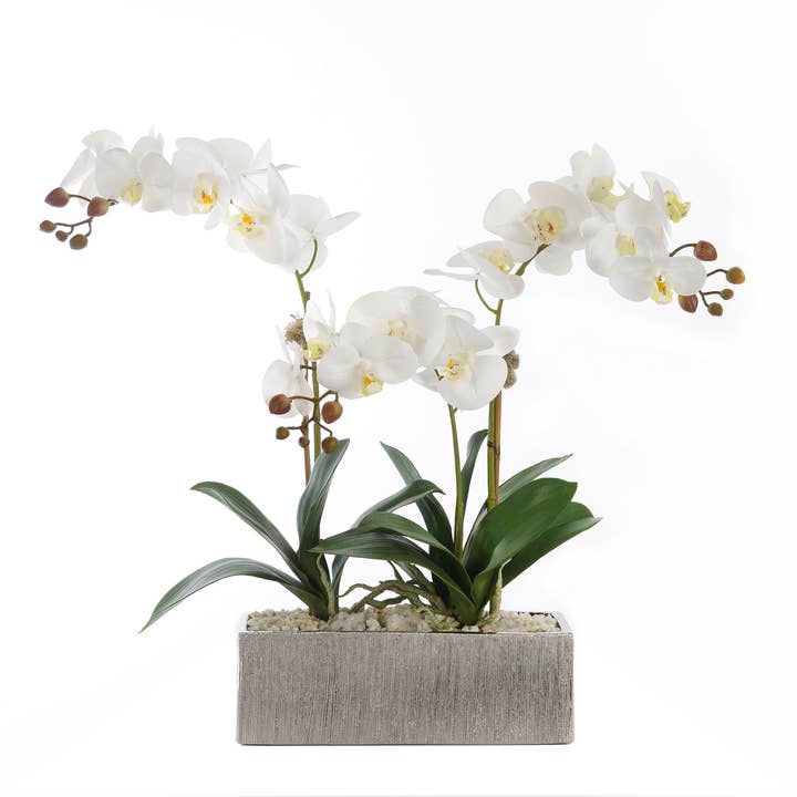 Arrangement floral Orchidées blanc crème avec galets blancs pour la vente par JENNY SILKS