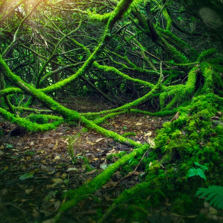 Irish Moss Incense Cones for wholesale by Beaches of Tunisia, LLC