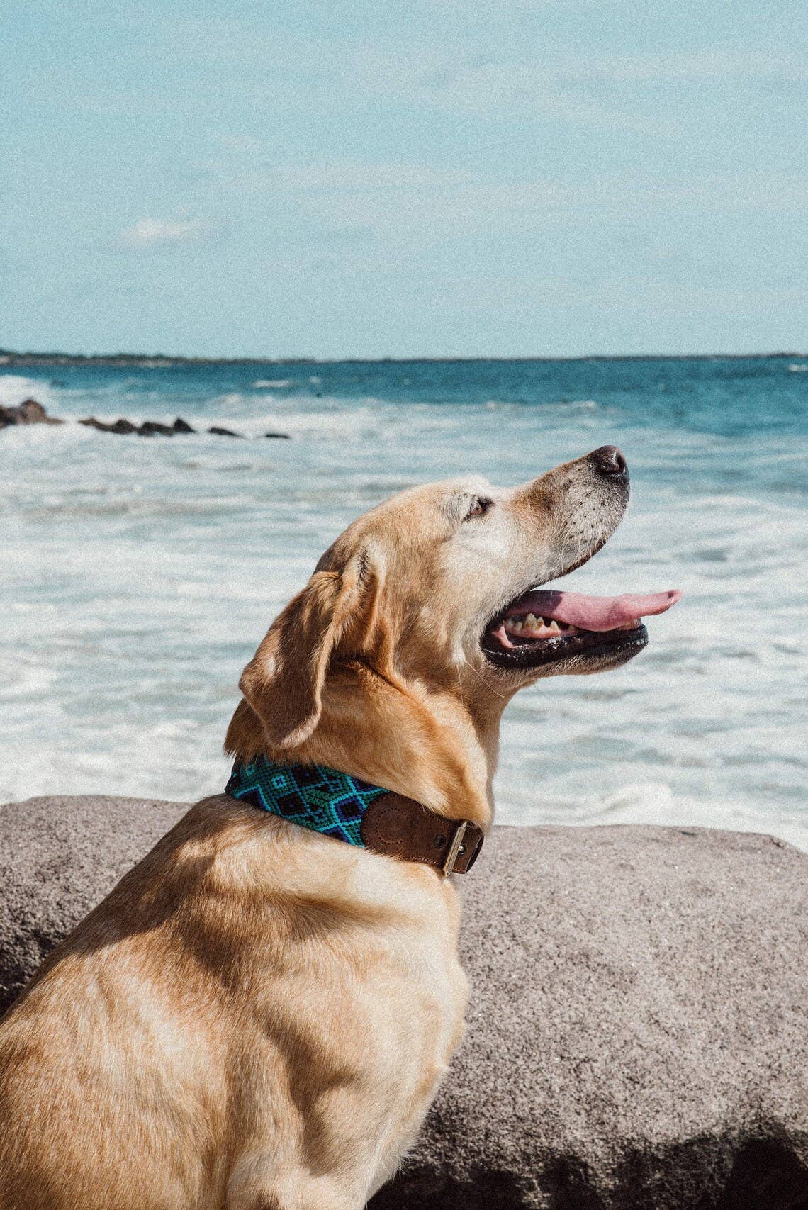 MyMexicanHome - Wholesale Halsband - Hond - L (42-49 cm) leren hondenhalsband met kleurrijk gebreid boho design4