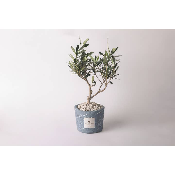 Olivo In Vaso Decorato Schizzato - Simone per la vendita all'ingrosso da parte di Paola Rolando Creazioni