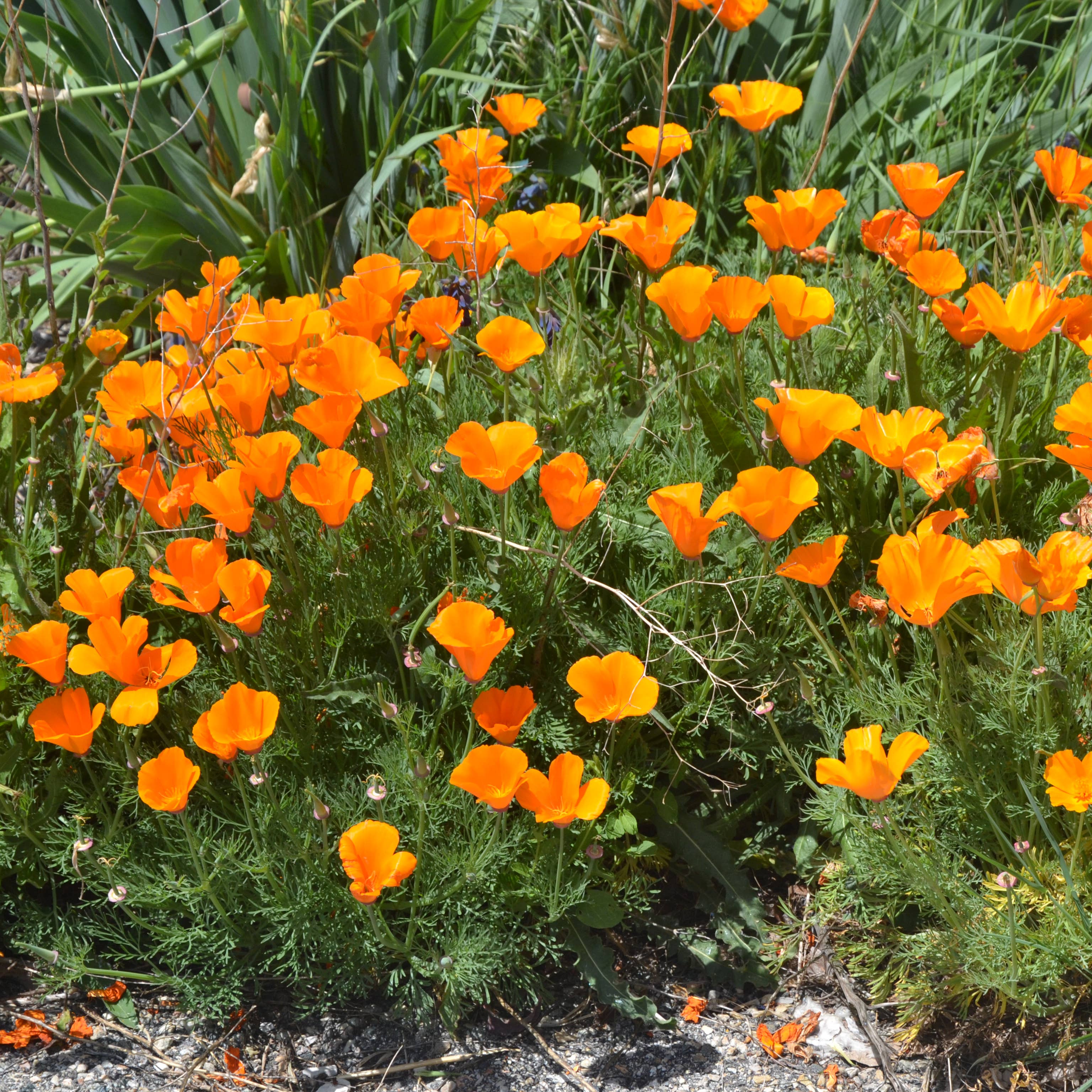 The Jonsteen Company - Wholesale Plant Seeds - California Poppy | Seed Grow Kit12