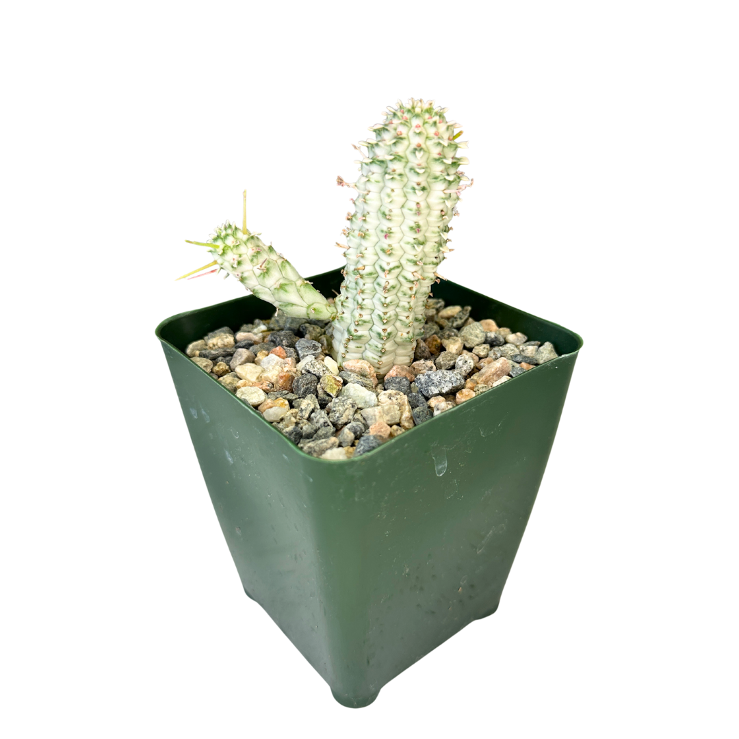 Flow State - Wholesale Succulent - 4" Euphorbia Mammillaris Variegata 'Corn Cob Cactus' – Plant7