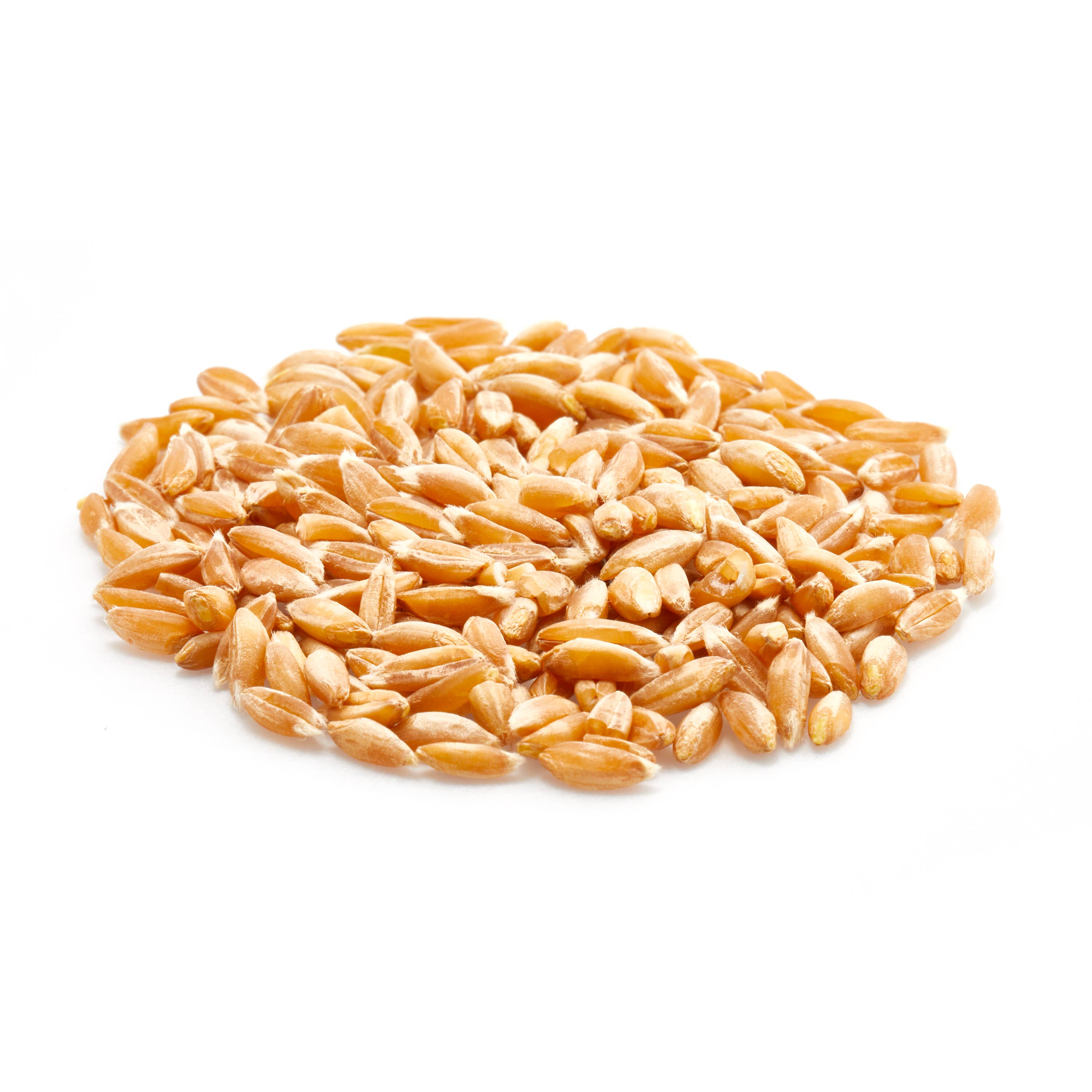 Tootsi Impex - Wholesale Whole Grains - Organic Farro, Whole Grain (22 lbs)2