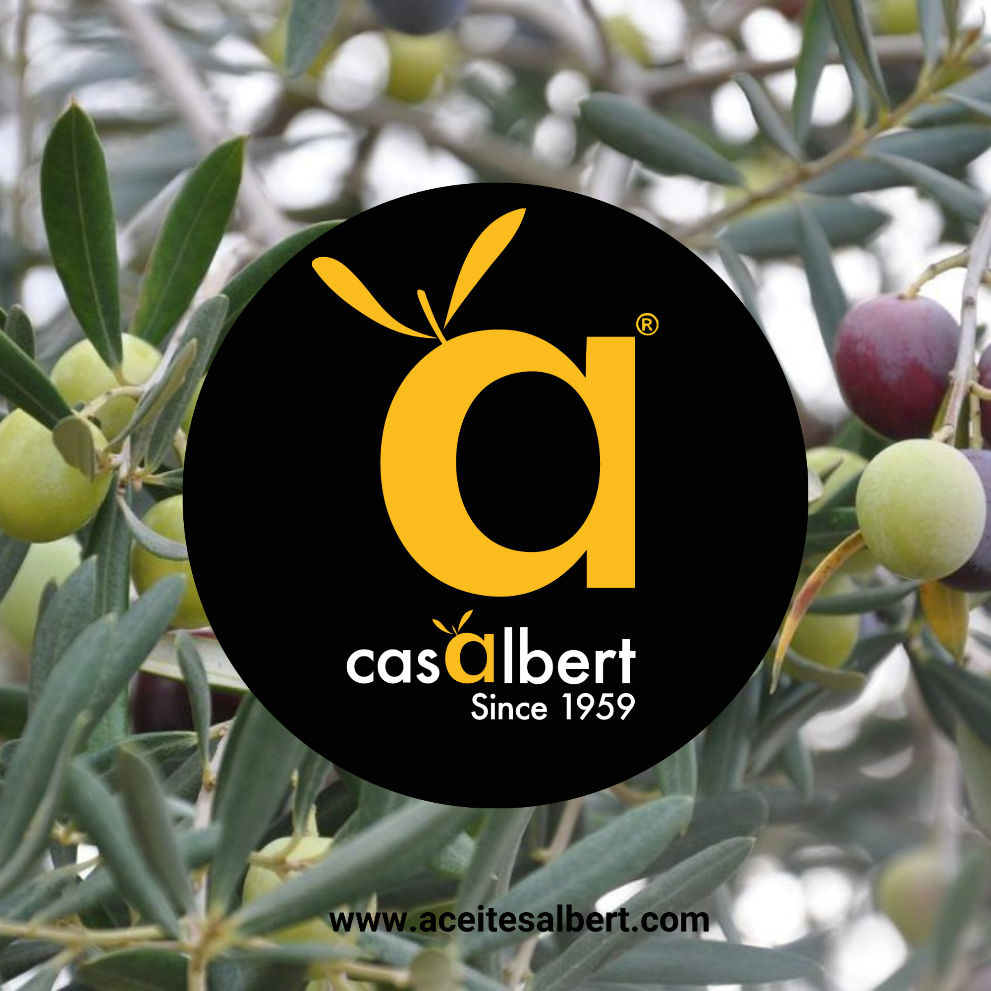 Aceites Albert - Wholesale Hot Sauce - Cayenne-flavored olive oil 250Ml3