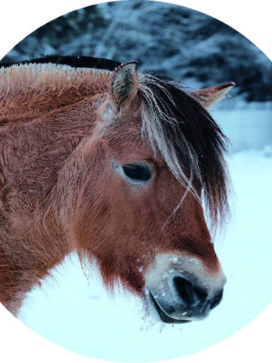 Caballo en la nieve Wall Circle para venta al por mayor de Gewoon ZieZo