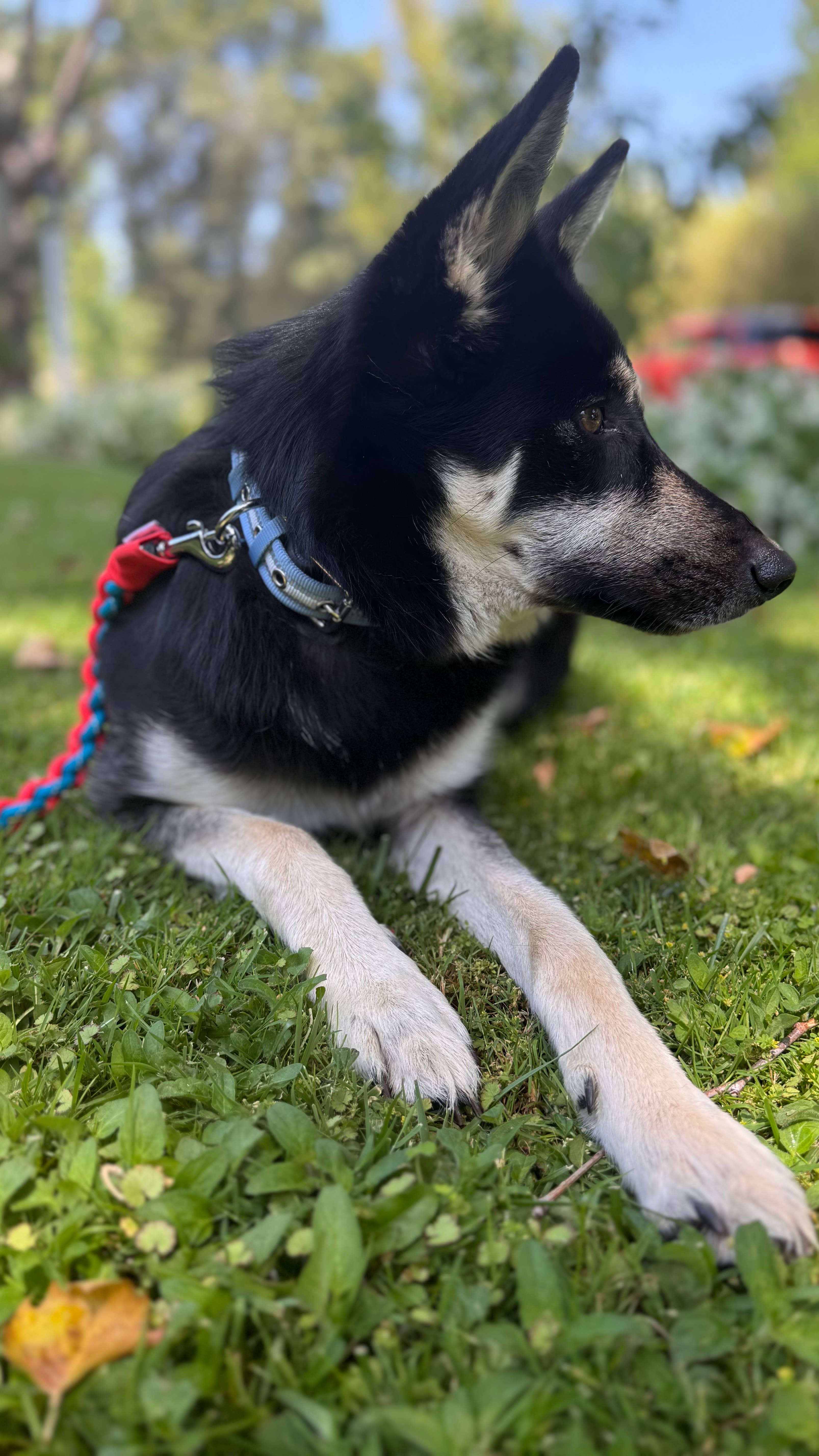 Blueberry Pet – wholesale Halsband - Hund – 3M Reflekterande Randig Hundhalsband – Hållbart & Stilfullt41