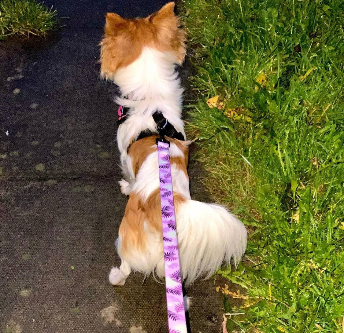 The Muttley Club - Wholesale Pet Leash - Dog - Palm Springs Lead2