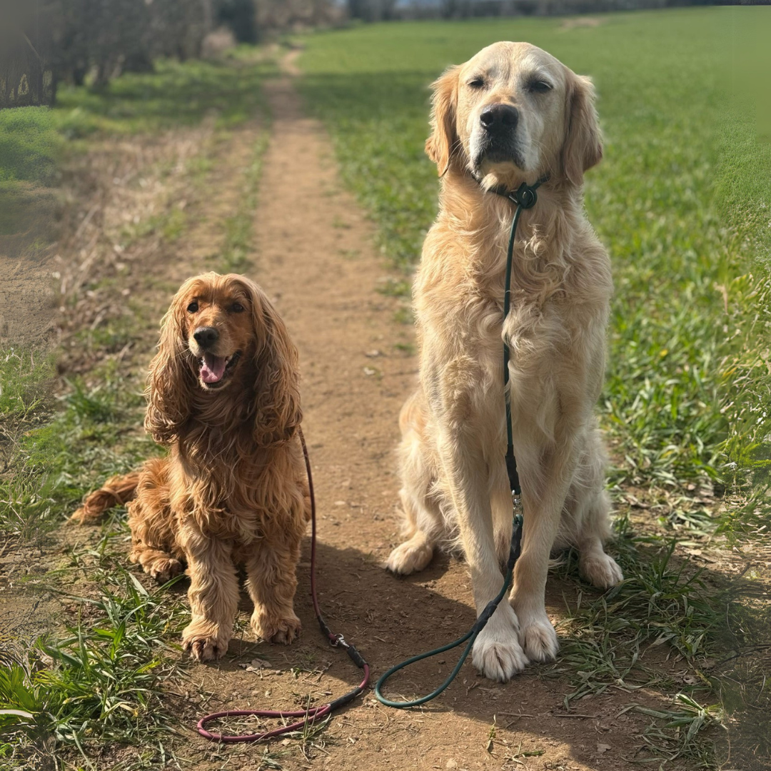 Fur & Field – wholesale Pet leash – Dog – 6mm Biothane Swivel Slip Lead1