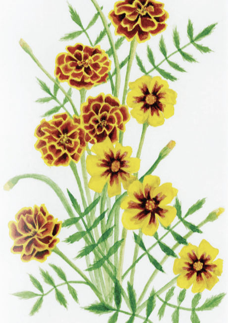 Sow True Seed - Vente Graines de plantes - Graines de souci - Sparky Mix1