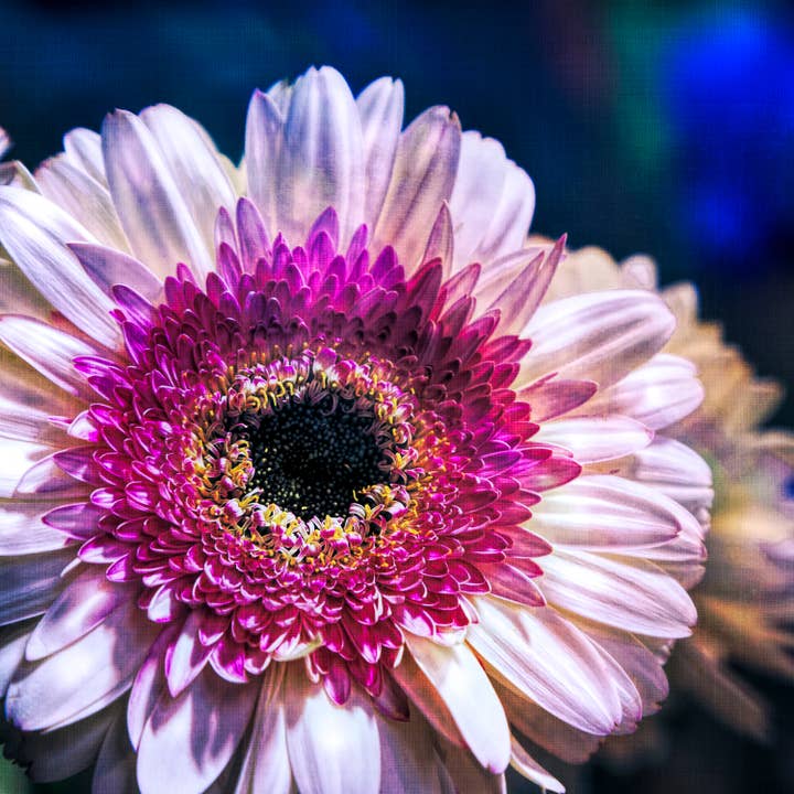 Fine Art Giclee Print - Pink Gerbera Flower for wholesale by Natalie’s Art