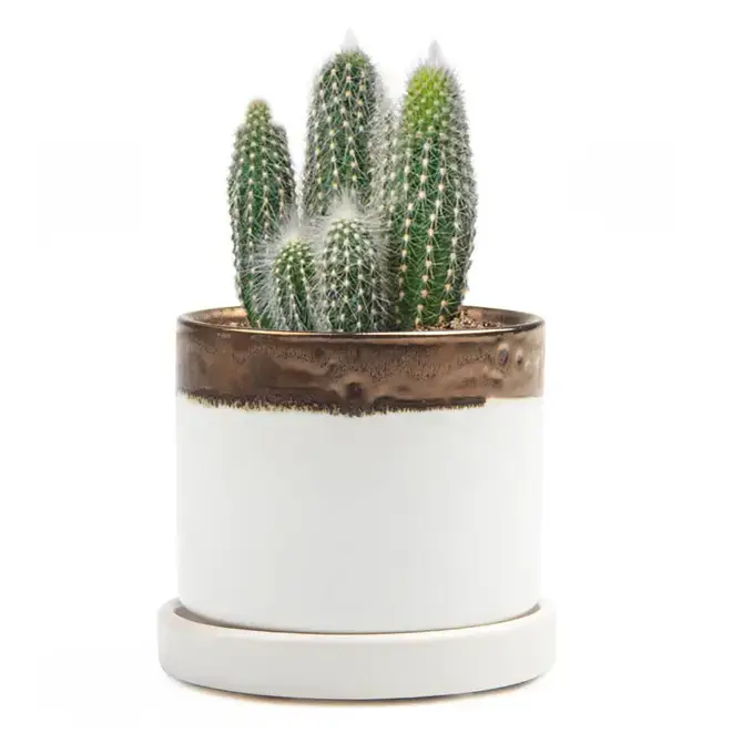 Chive UK - Wholesale Plant Pot - Minute - Glazed Modern Ceramic Pot with Saucer32