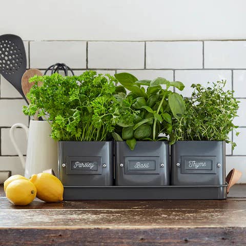 Burgon & Ball - Wholesale Plant Pot - Herb Pots Tray - Charcoal