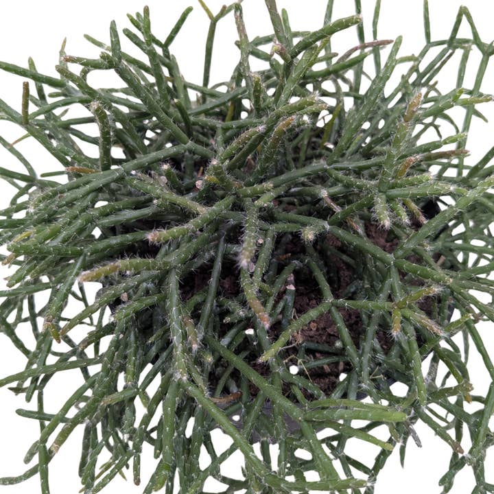 Cactus succulento 'Vischio' per la vendita all'ingrosso da parte di Rooted Treasures Farms