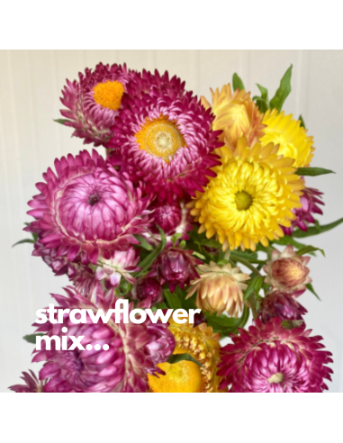 Florasource - Wholesale Fresh Cut Flowers - Strawflower Assorted 120 stems 60cm1