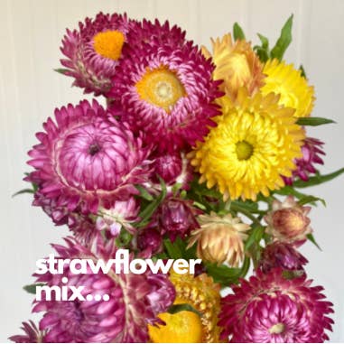 Florasource - Wholesale Fresh Cut Flowers - Strawflower Assorted 120 stems 60cm1