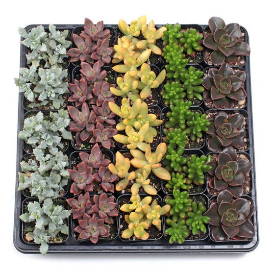 Best Value Succulents Bulk 25-Pack (5 Varieties, 2" Pots) for wholesale by Mountain Crest Gardens