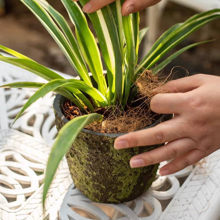 Rustic Reach - Wholesale Planting/Potting Soil - Coconut Fiber Pot Soil Surface Decoration Padding Material Set of 3