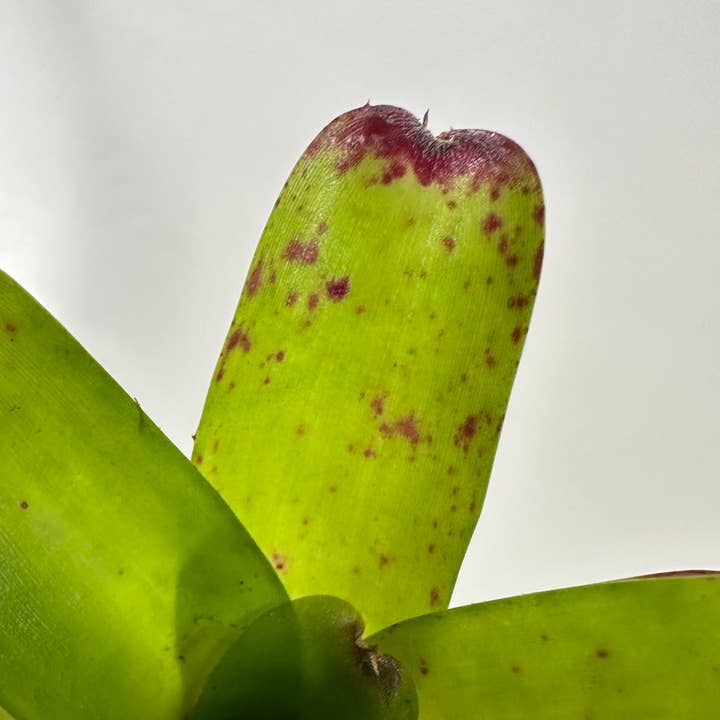 The Artizan Way - Wholesale Live Plant - Neoregelia Abendrothae - Live Bare Root Plant