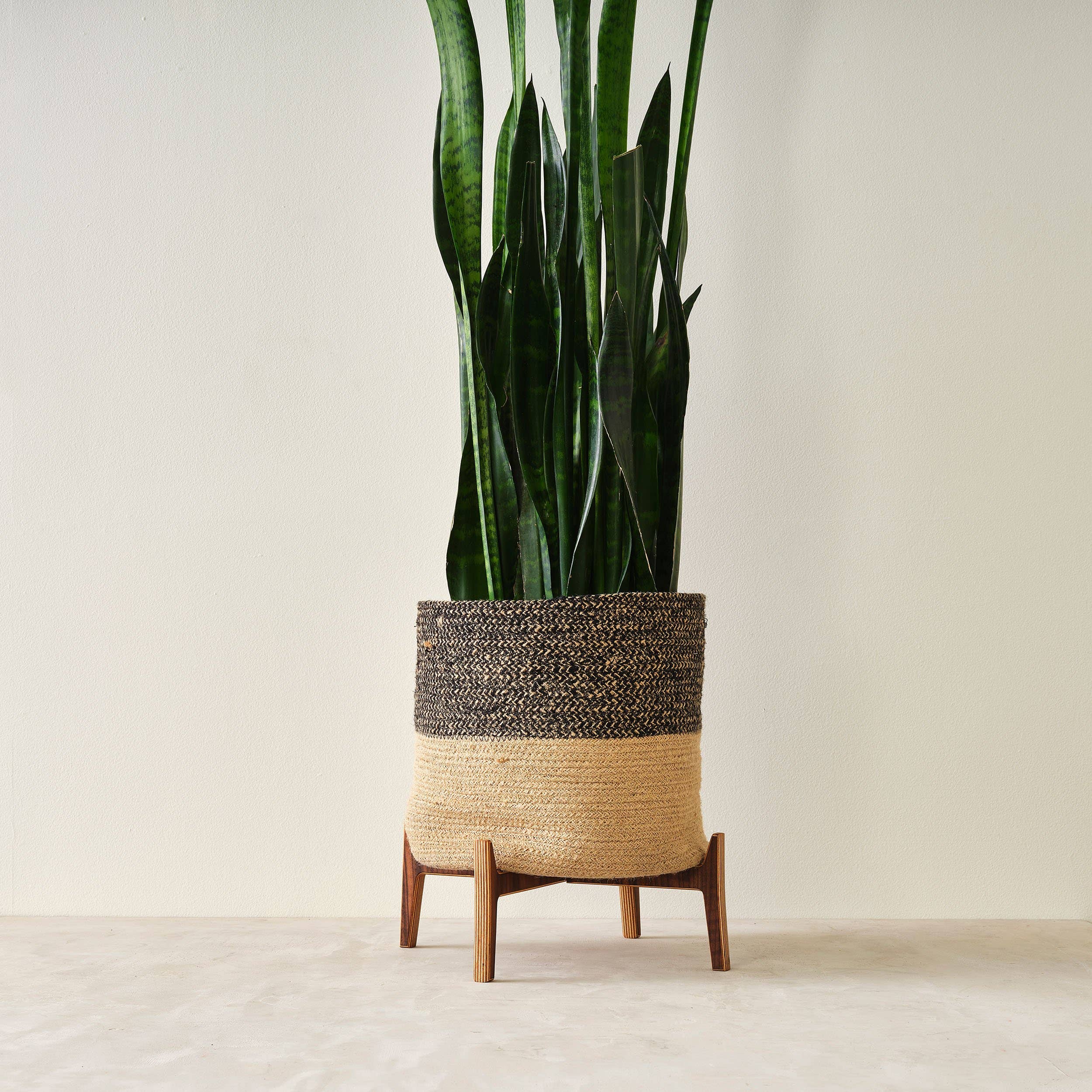 Relic Modern™ | Furniture & Objects - Wholesale Plant Pot Stand - Minimalist Walnut Plant Stand - (4", 6", 8", 10", 12")5