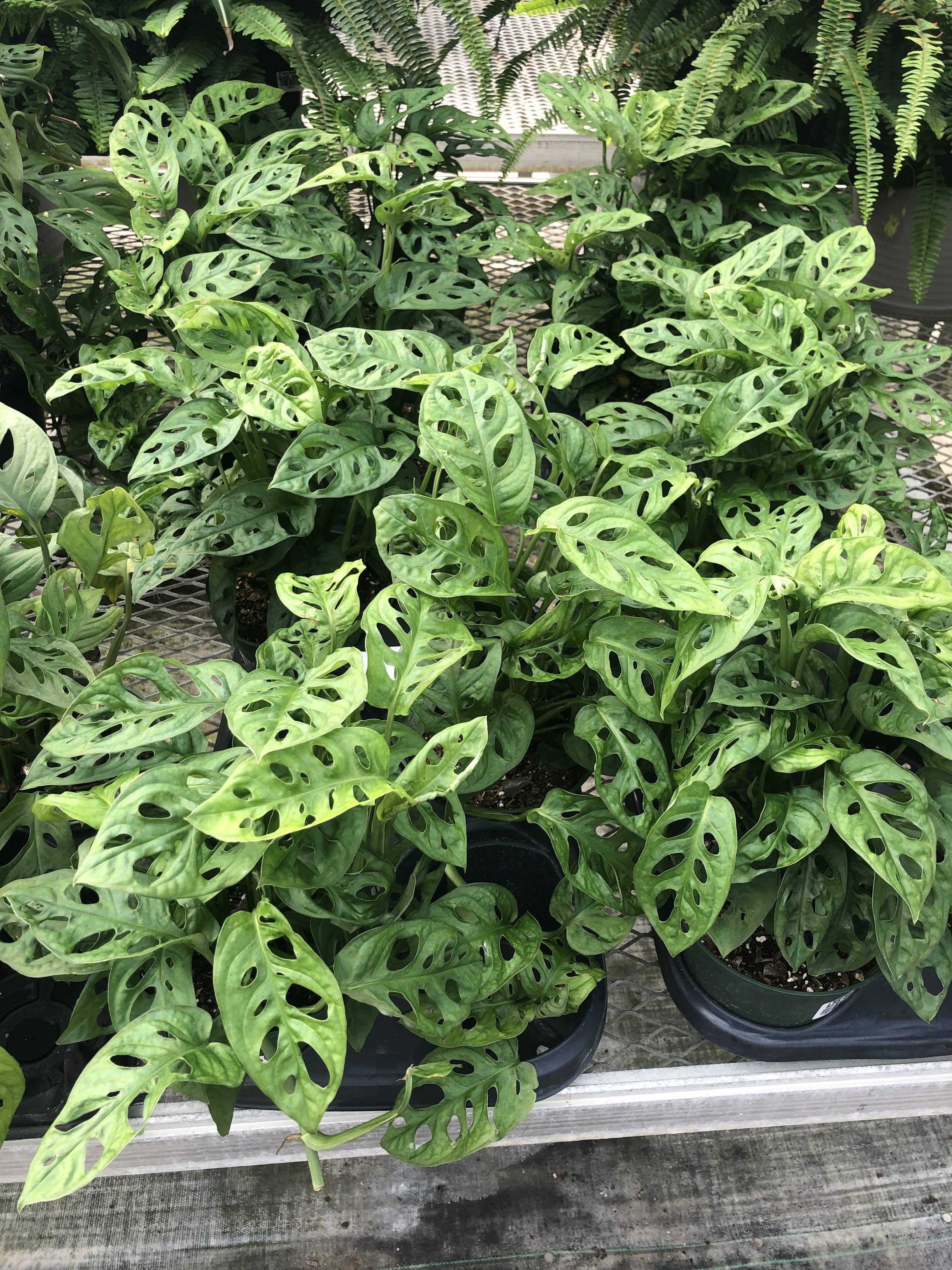 Anna's Garden, Home and Wellness – Planta viva por atacado – Queijo Suíço de 6"1