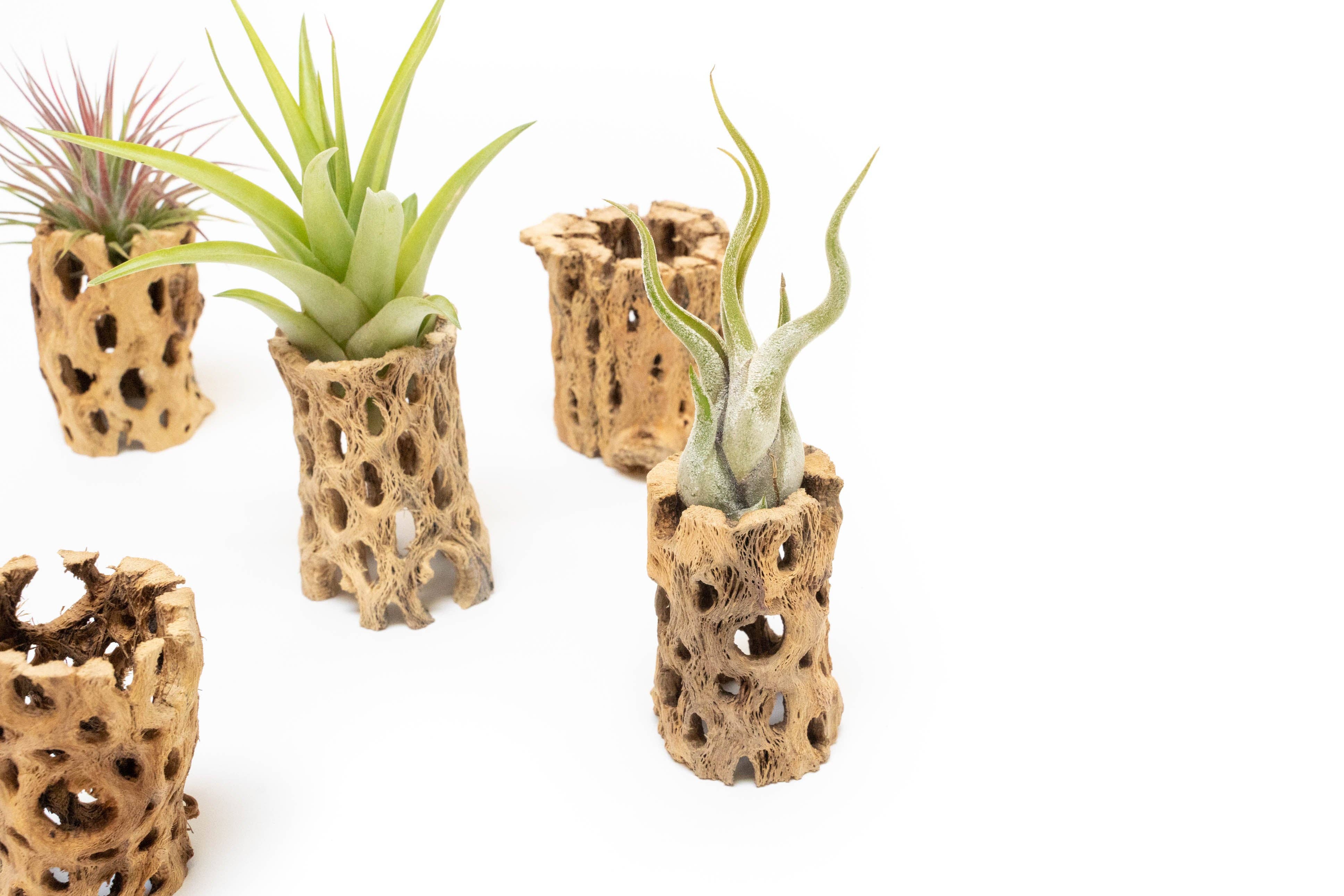 Air Plant Shop - Wholesale Plant Pot - Natural Cholla Wood Container - 3 Inches Tall4