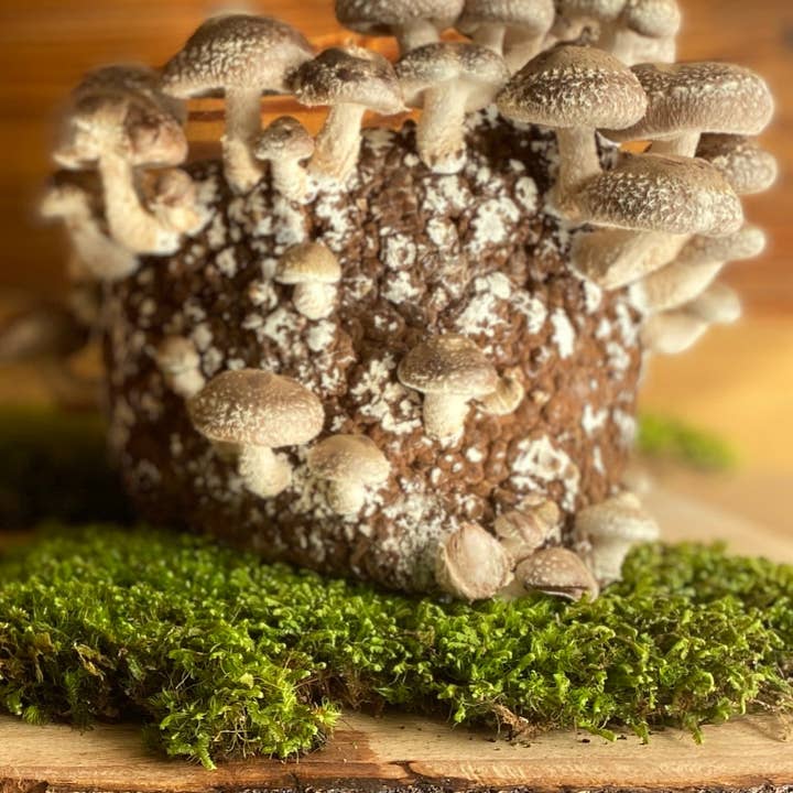 Mycoterra Farm - Vente Coffret de cuisine - Kit de culture de champignons Shiitake3