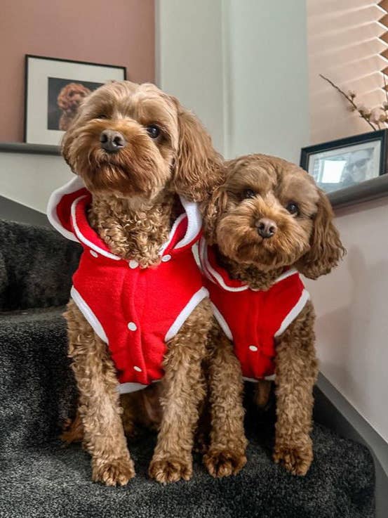 Sam Christmas Hooded Jacket S575 for wholesale by Dandy's Pawsome