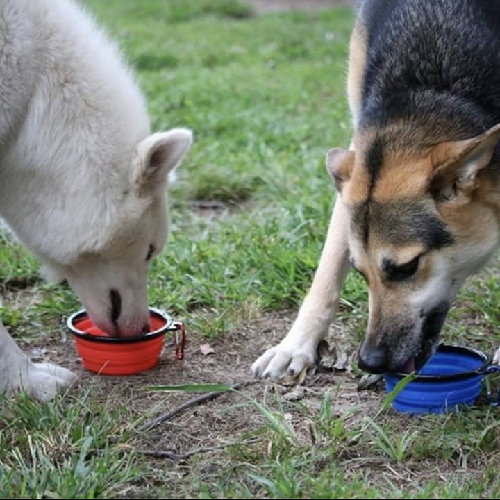 Mr. Peanut's – Engroshandel Madskål - Kat/hund – Sammenklappelige silikone rejse skåle - 12 ounce10
