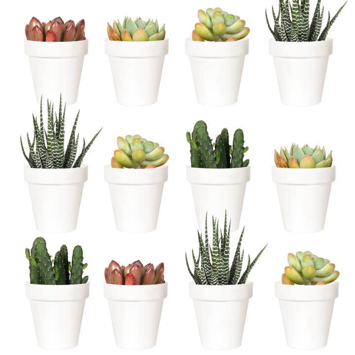 Youngever 24 Pack 2 Inch Mini Plastic Planters Pots -Classic for wholesale by Youngever
