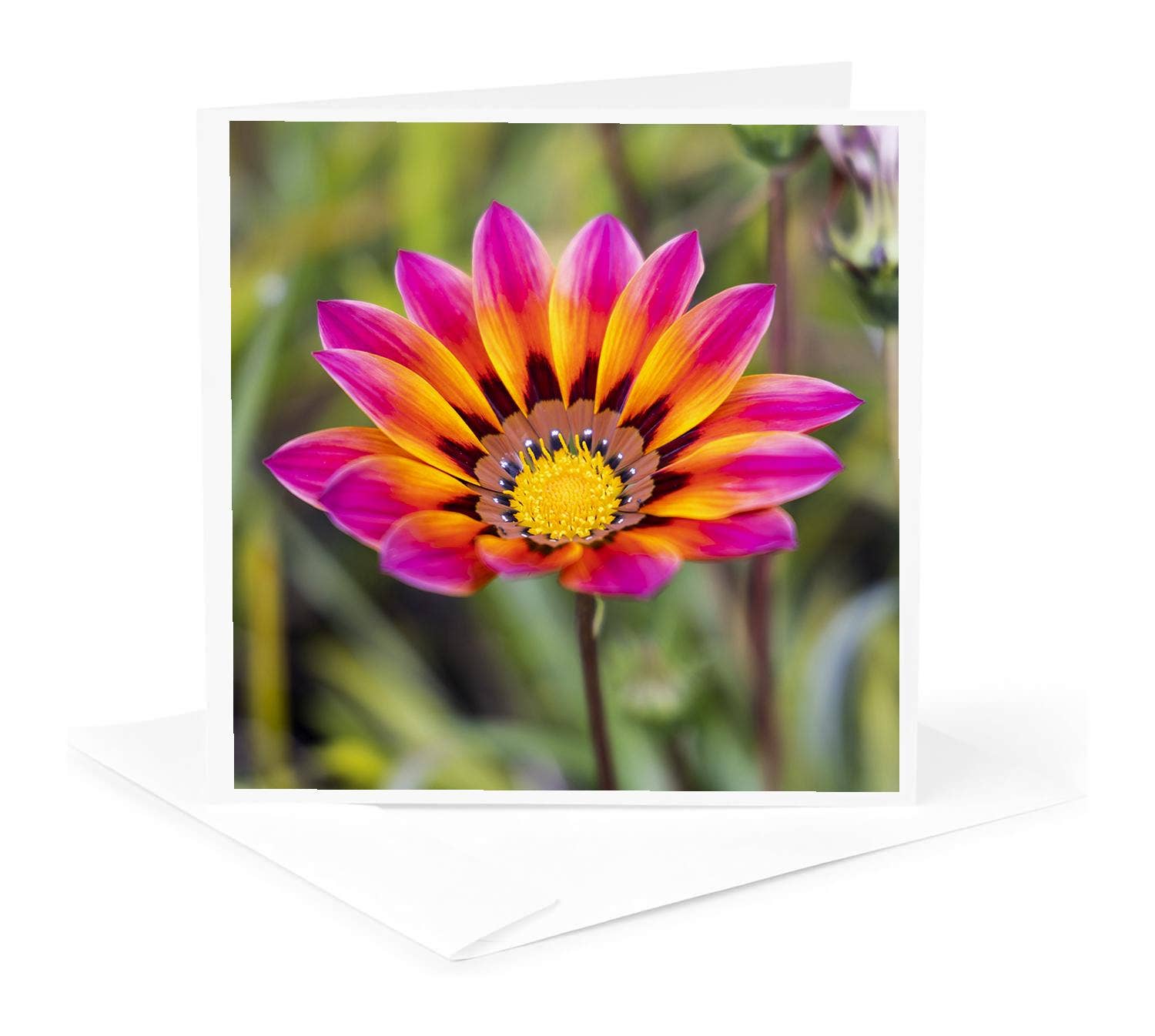 3dRose - Wholesale Everyday Greeting Card - 3dRose, Portugal, Calvaria de Cima. Wildflowers growing., Greeting Card0