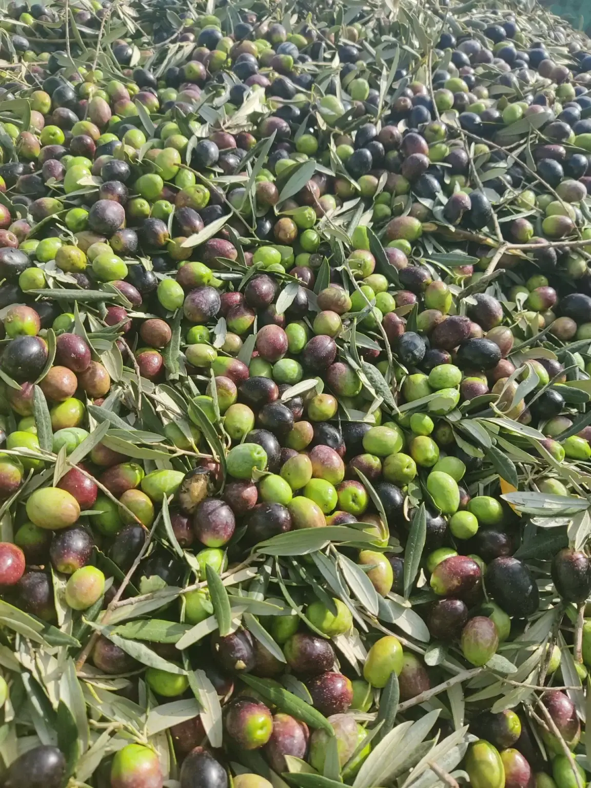 ACEITES RENACER – wholesale Olive oil – Organic extra virgin olive oil Bottle 500ml2