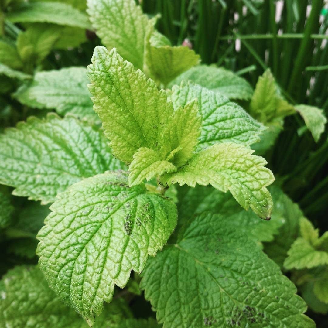 New Leaf Nurseries – wholesale Plant seeds – Spring into March Veg/Herb Seed Bundle 100 Packets of Seeds2